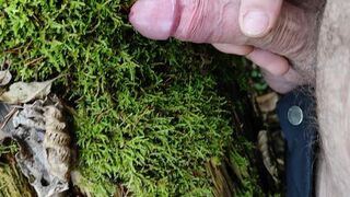 Cock Friction Moos in the forest