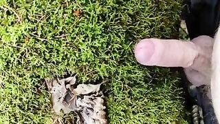 Cock Friction Moos in the forest