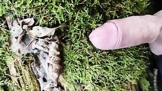 Cock Friction Moos in the forest