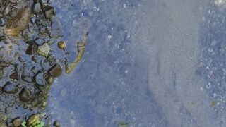 Closeup Pissing in the River