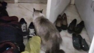 Real Amateur Home Sextape